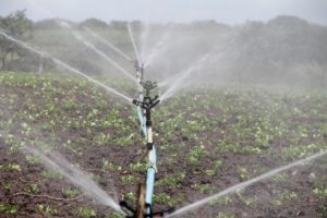 Irrigating a field with sprinklers