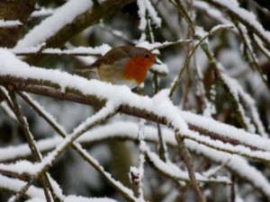 snowy branch with bird