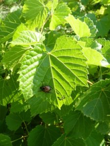 Japanese beetle eating a grape vine