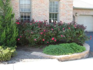 rose bed beside a home. includes some juniper and other shrubs