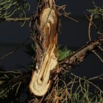 broken tree limb