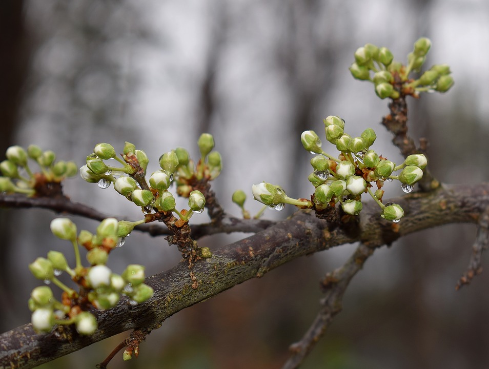 flower buds on tree branch ready to bloom