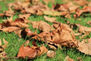 dead leaves laying in grass