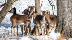 pack of deer around tree in winter