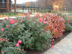 red roses and a nandina plant in front of a retaining wall