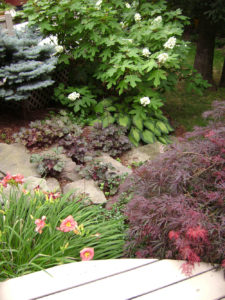 stepping stones between a japanese maple some daylillies and other shrubs