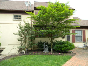 a mulch bed with a tree and some shrubs next to a brick walkway at the back of a home