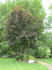 a large tree in a mulch bed surrounded by other smaller shrubs