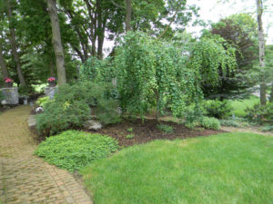 a small flower bed between an old brick walkway. includes several small trees and shrubs