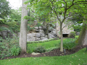 a mulch bed with three larger trees and a mix of smaller shrubs. you can see a large stone wall in the background.