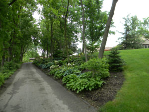 mulch beds with trees and shrubs surrounding a driveway