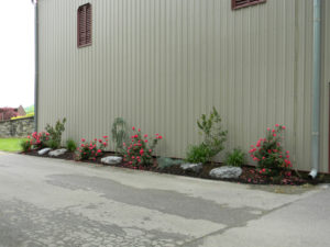 a drying asphalt driveway and flower bed next to a large building. roses, a blue atlas cedar, and other shrubs are mixed in the bed.