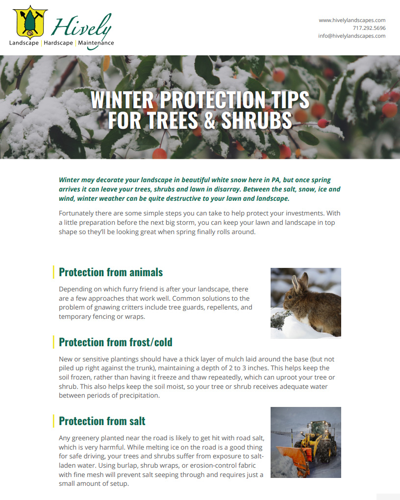 winter protection tips for trees & shrubs pdf page 1