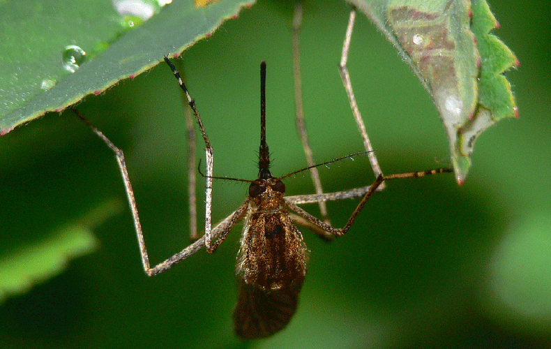 mosquito hanging from a leaf