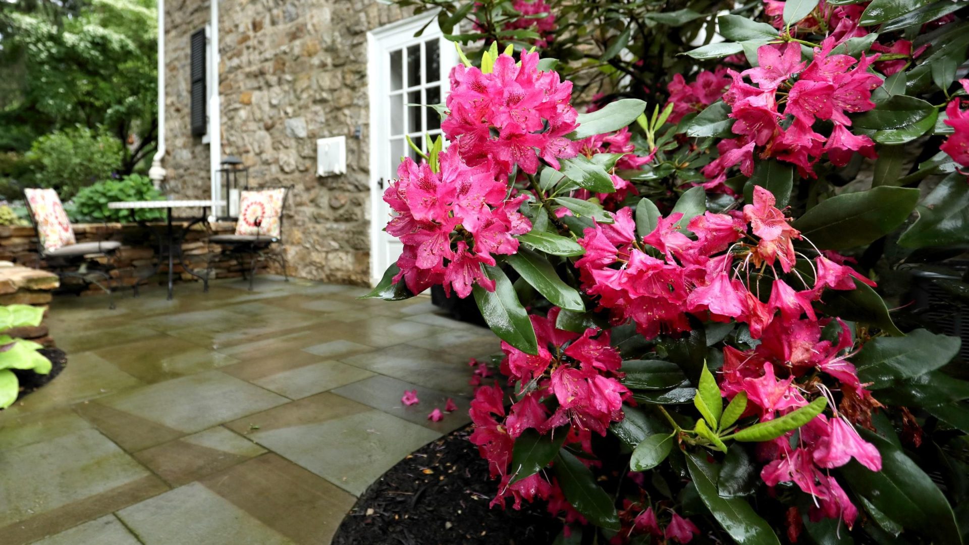 closeup of a rhododendron flower with a blurred stone patio in the background