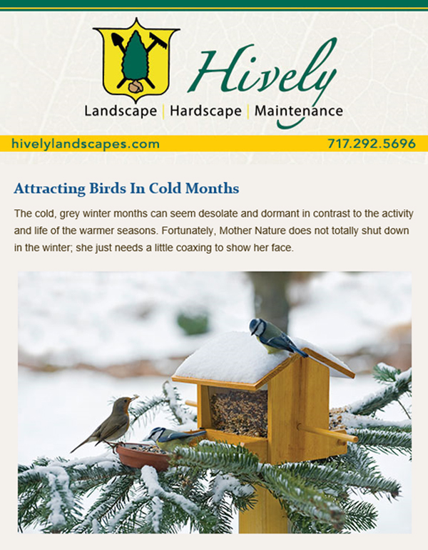 Attracting Birds In Cold Months