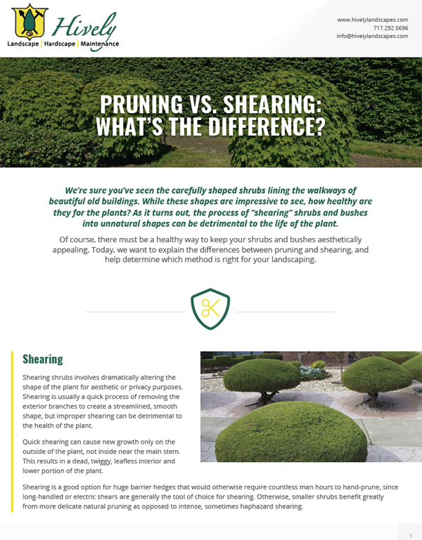 pruning vs shearing pdf page 1